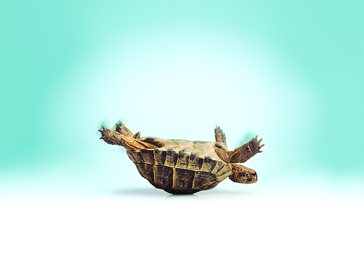 3886819 Turtle upside down image 750aeCeAauaeCe540px